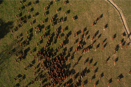  Drones used to monitor livestock.